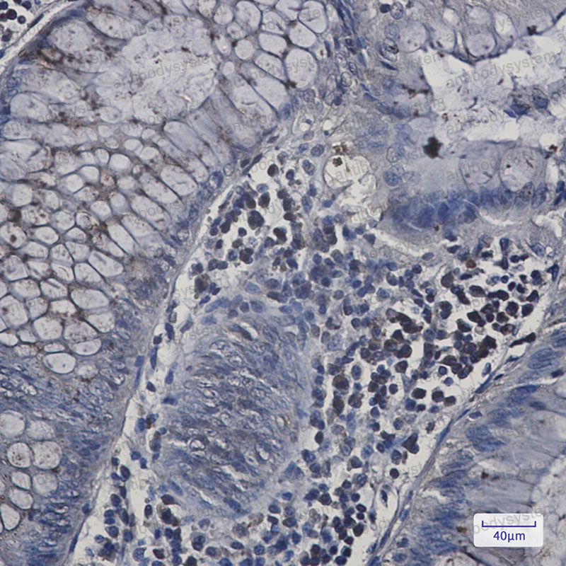 Валидация AntibodySystem RHA10501