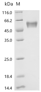 SDS-PAGE