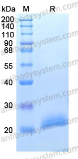 Валидация AntibodySystem AHB25801