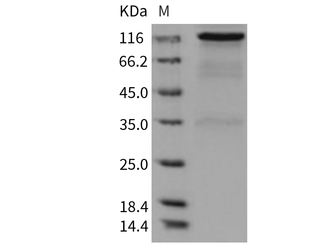 Валидация Elabscience PKSR030373(5711)