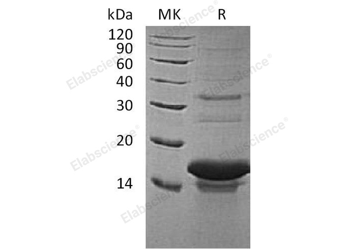 Валидация Elabscience PKSH033098(3462)