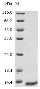 SDS-PAGE
