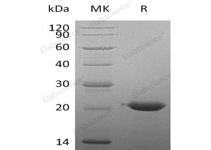 Валидация Elabscience PKSH032257(2763)