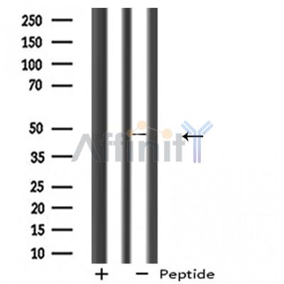 Валидация Affinity DF5045 - 16934