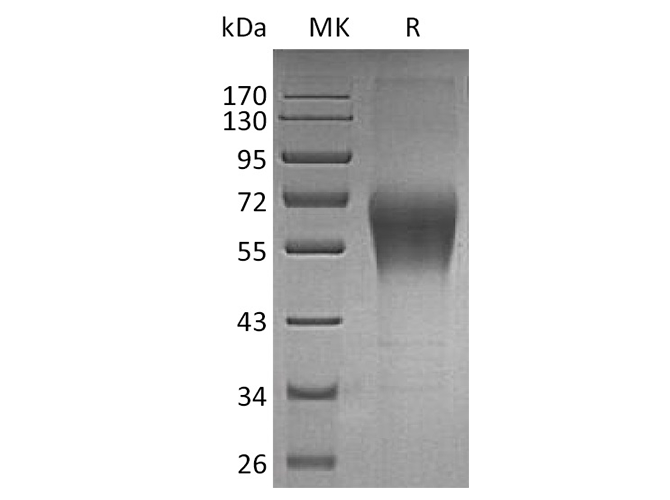 Валидация Elabscience PKSH033488(3794)