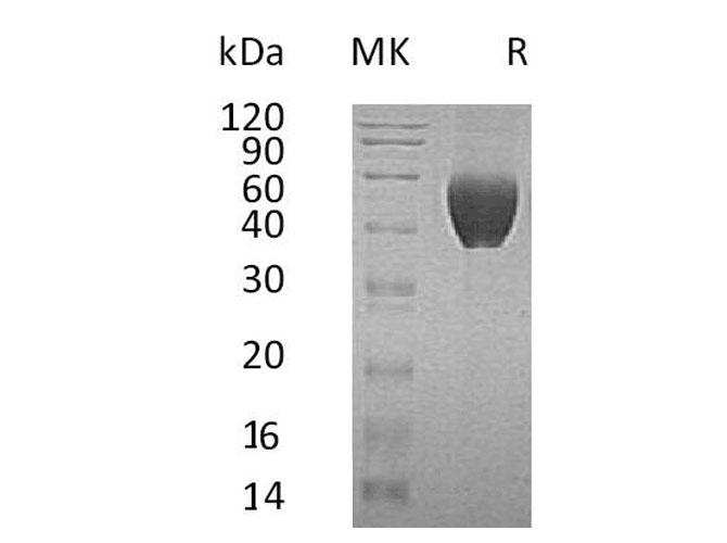Валидация Elabscience PKSH033285(3622)