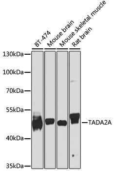Валидация Elabscience E-AB-62232