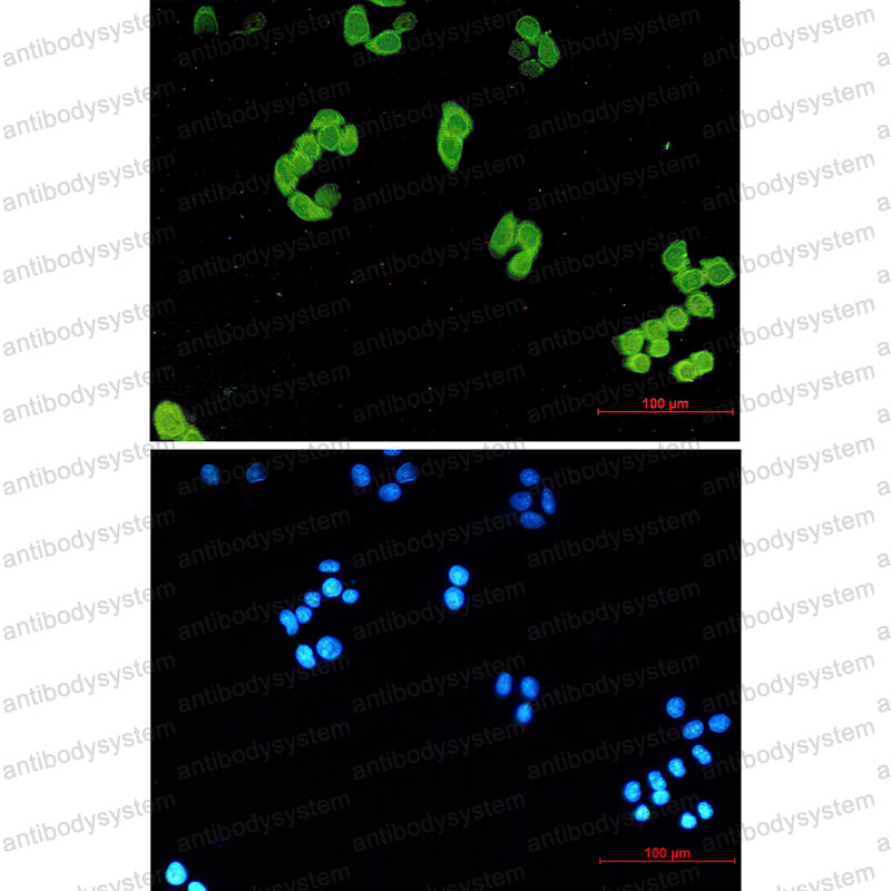 Валидация IF - AntibodySystem RHJ44001