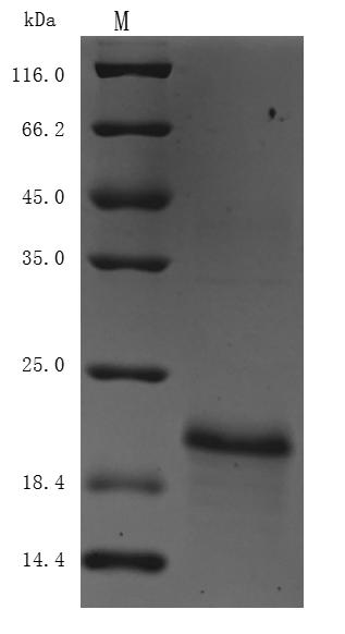 SDS-PAGE