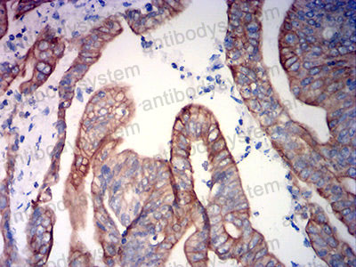 Валидация AntibodySystem RHA06803 (19)
