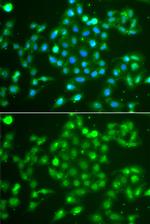 Валидация AssayVector ARM2049(3122)