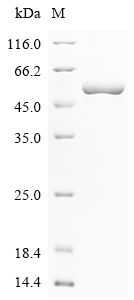 SDS-PAGE