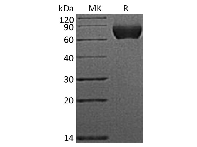 Валидация Elabscience PKSH033418(3743)