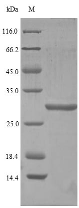 SDS-PAGE