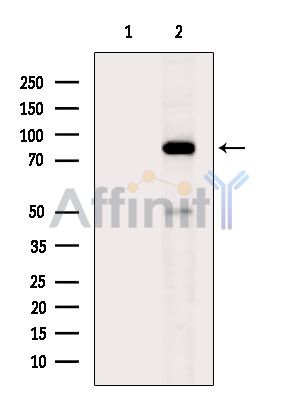Валидация Affinity AF6686 - 3944