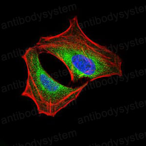 Валидация IF - AntibodySystem RHD75803 (713)