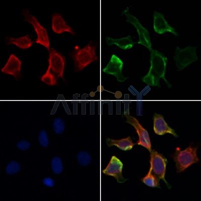 Валидация Affinity AF5266 - 2782