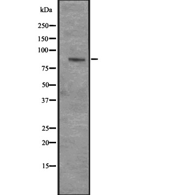 Валидация Affinity DF2311 - 12876
