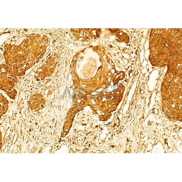 Валидация Affinity AF5315 - 2874