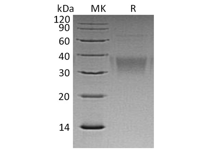 Валидация Elabscience PKSH032395(2877)