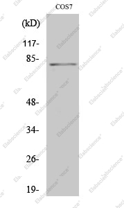 Вестерн-блоттинг, Phospho-Stat4 (Tyr693), клетки COS7
