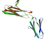 Extracellular Matrix Metalloproteinase Inducer (EMMPRIN) Extracellular Matrix Metalloproteinase Inducer (EMMPRIN)