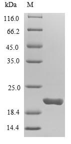 SDS-PAGE