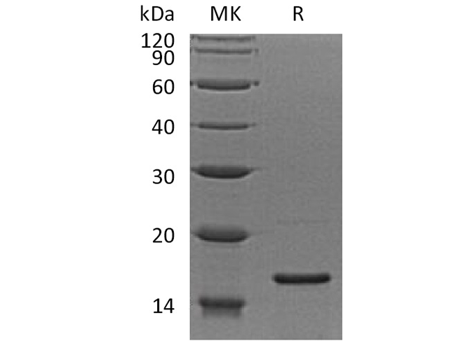 Валидация Elabscience PKSH032021(2581)