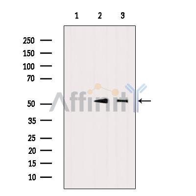 Валидация Affinity DF8021 - 19848