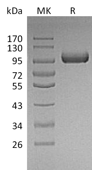 Валидация Elabscience PKSM041310(5206)
