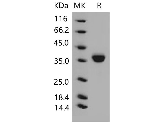 Валидация Elabscience PKSM040591(4577)