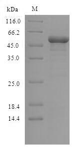 SDS-PAGE