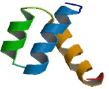 Caudal Type Homeobox Transcription Factor 2 (CDX2)