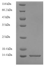SDS-PAGE