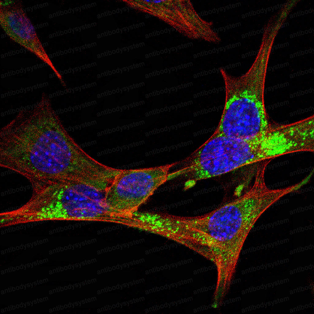 Валидация IF - AntibodySystem RHJ04003 (1364)