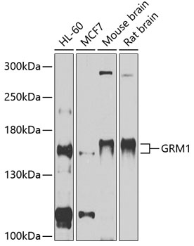 Валидация Elabscience E-AB-90267