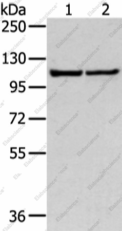 Вестерн-блоттинг, WWP1, клетки 231 и HeLa