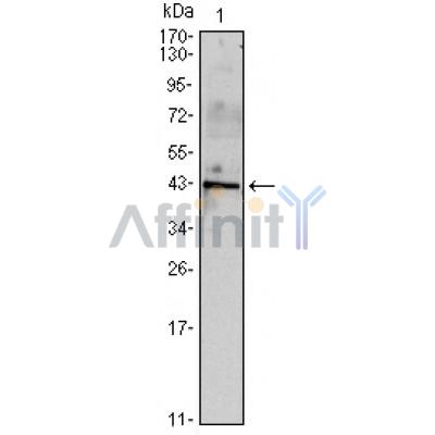 Валидация Affinity BF0628 - 5334