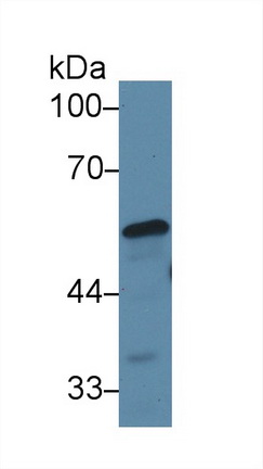 13693