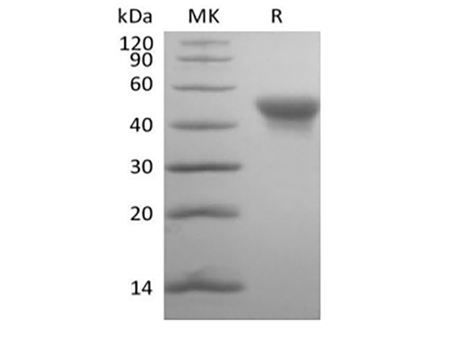 Валидация Elabscience PKSH034005(4236)