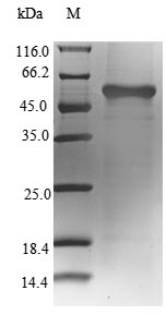 SDS-PAGE