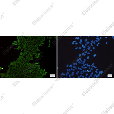 Иммунофлуоресценция, Hsp70, клетки HeLa