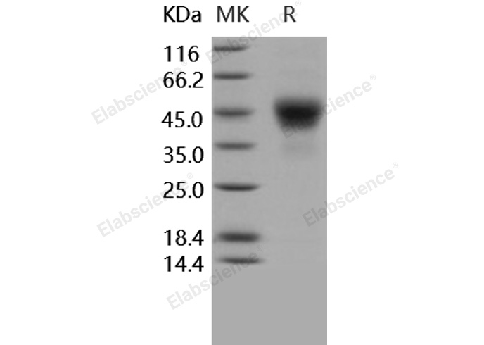 Валидация Elabscience PKSH031613(2275)