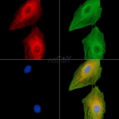 Валидация Affinity DF14850 - 10983