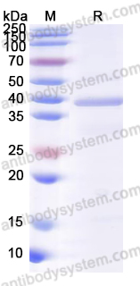 Валидация AntibodySystem YHD23101