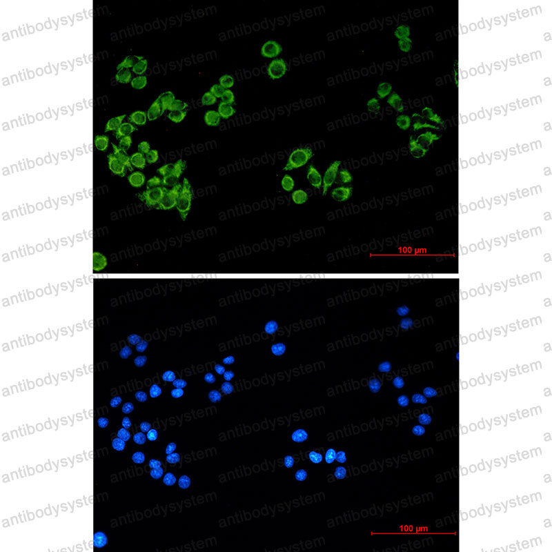 Валидация IF - AntibodySystem RHC29105