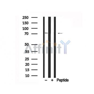 Валидация Affinity AF7690 - 4376
