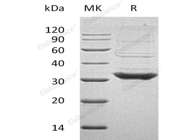 Валидация Elabscience PKSH033125(3486)