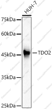 Вестерн-блоттинг, TDO2, клетки HUH-7