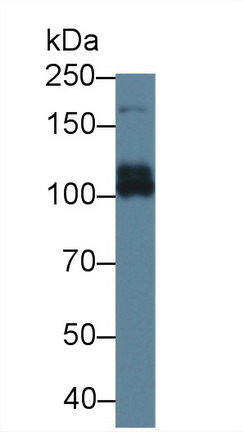 8944